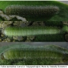 colias myrmidone larva2 volg